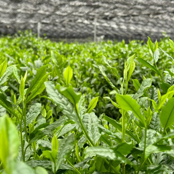 Yume 夢 20g | Tenshin Matcha My Store