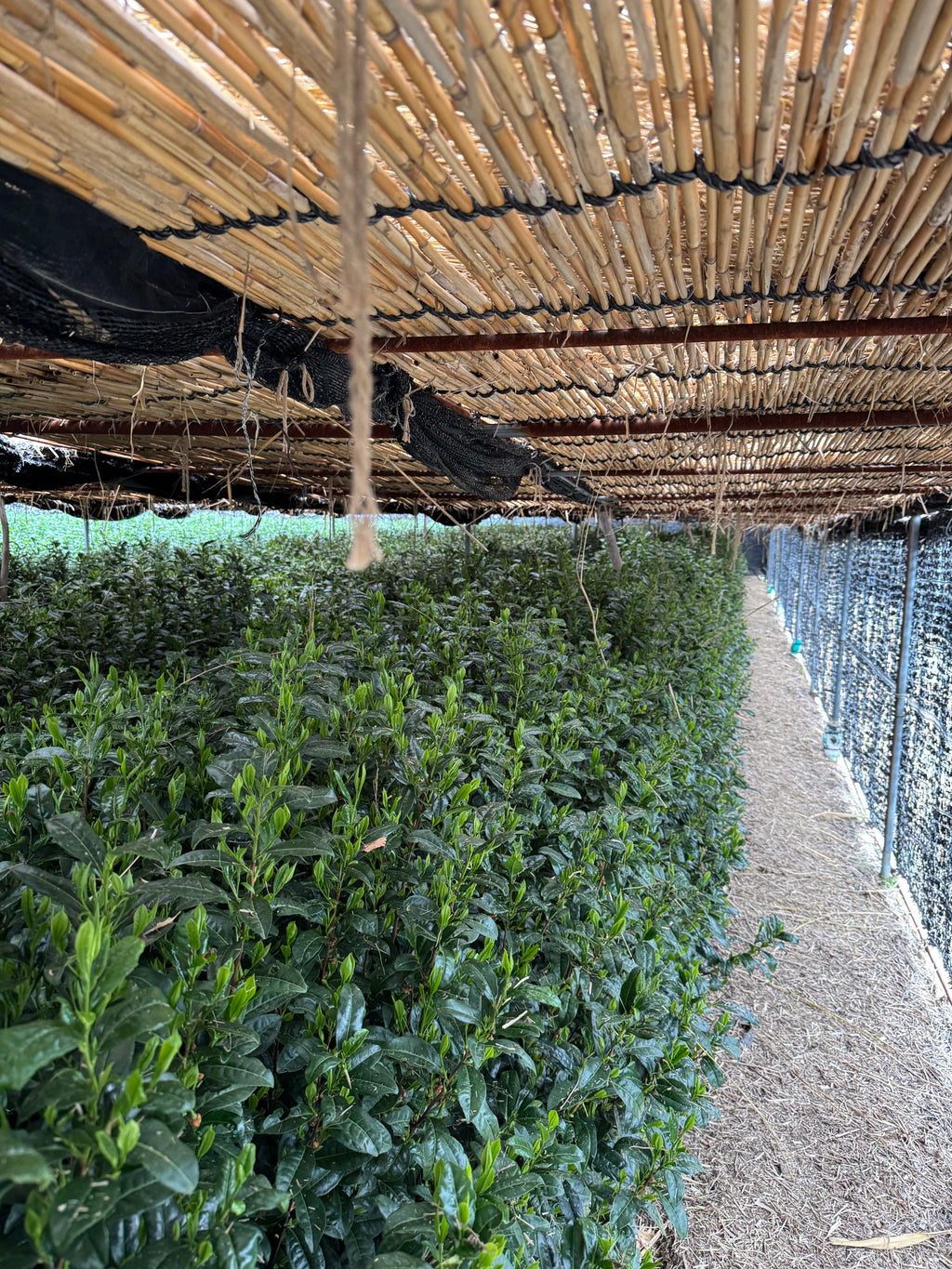 Pinnacle Matcha Experience : A Taste of Kyoto