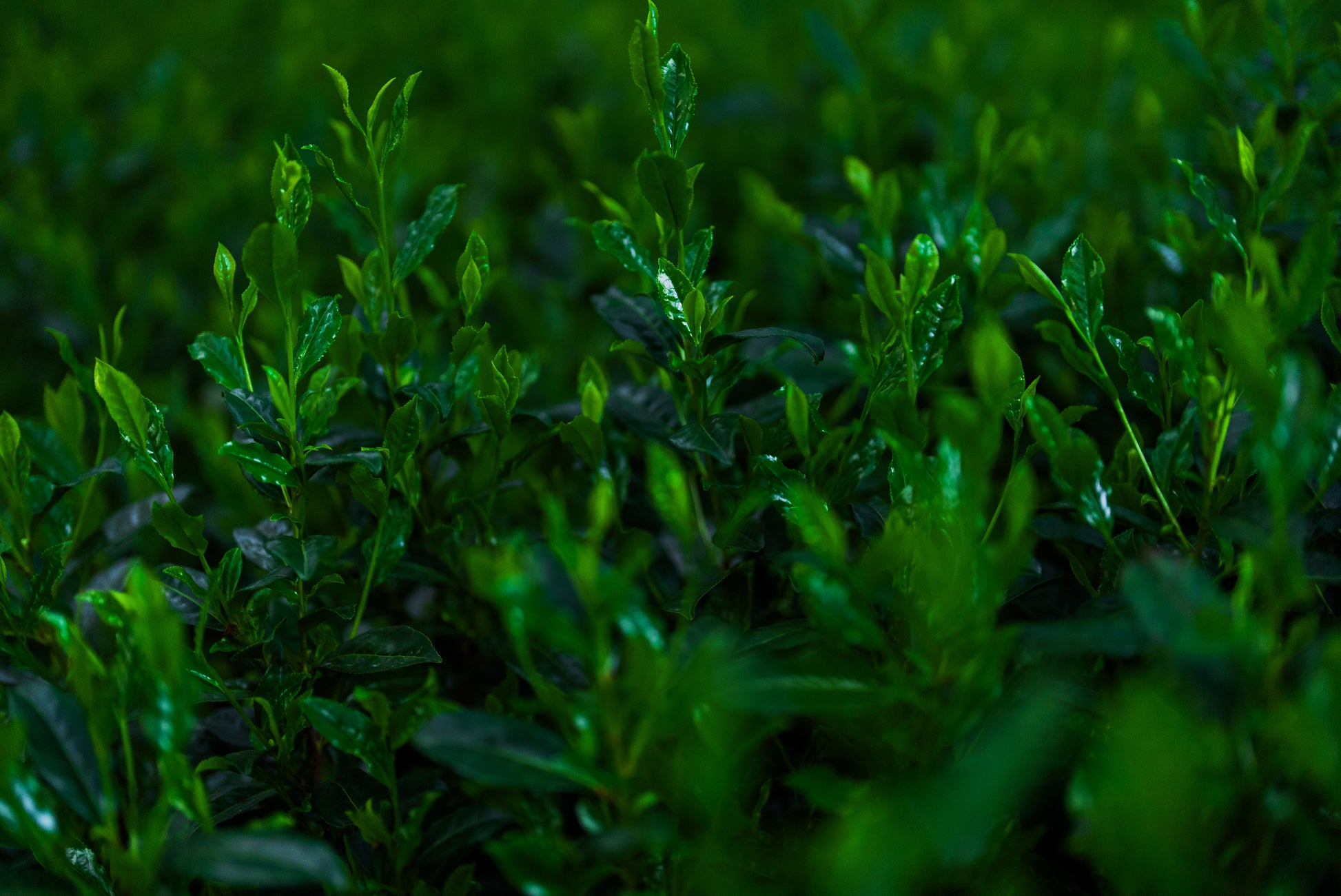 Pinnacle Matcha Experience : A Taste of Kyoto