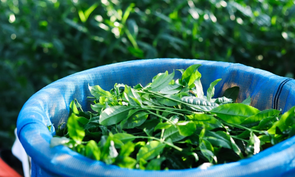 Pinnacle Matcha Experience : A Taste of Kyoto